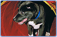 Puppy class